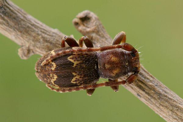 Parmena unifasciata