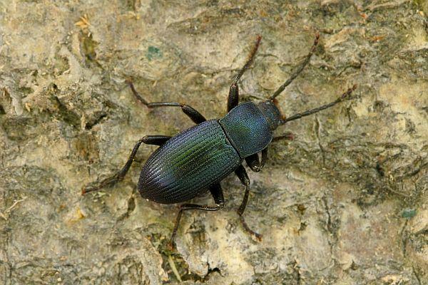 Helops coeruleus