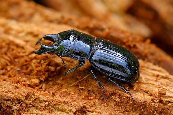 Ceruchus chrysomelinus