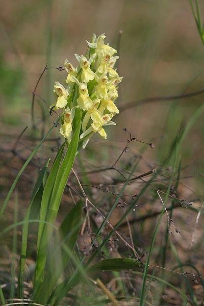 Dactylorhiza sambucina