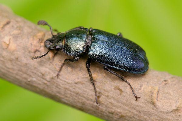 Platycerus caraboides