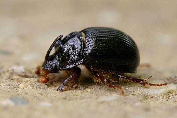 Odonteus armiger