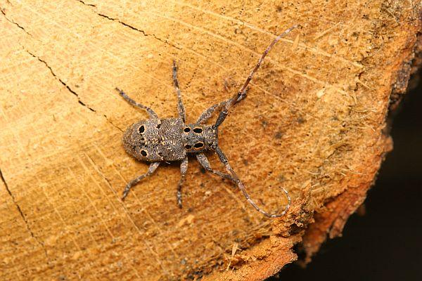 Mesosa curculionoides