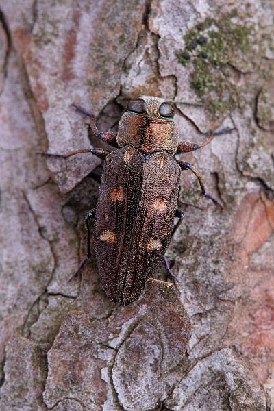 Chrysobothris igniventris
