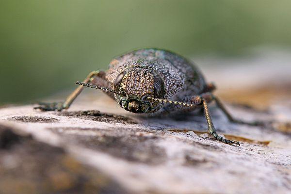 Dicerca aenea