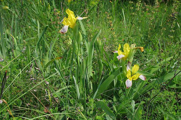 Iris variegata