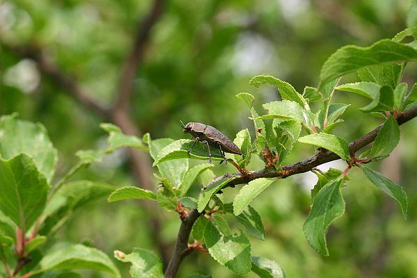 Perotis lugubris