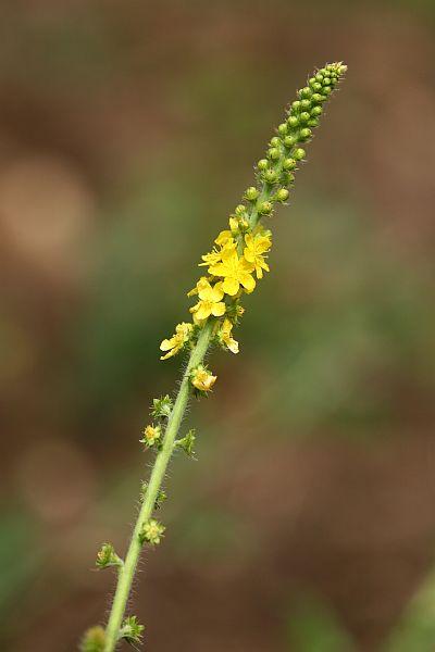 Agrimonia eupatoria