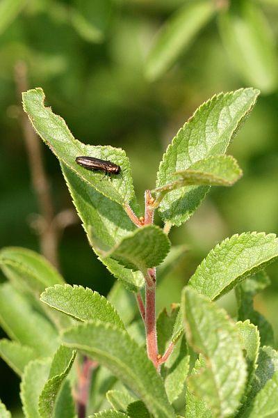 Agrilus macroderus