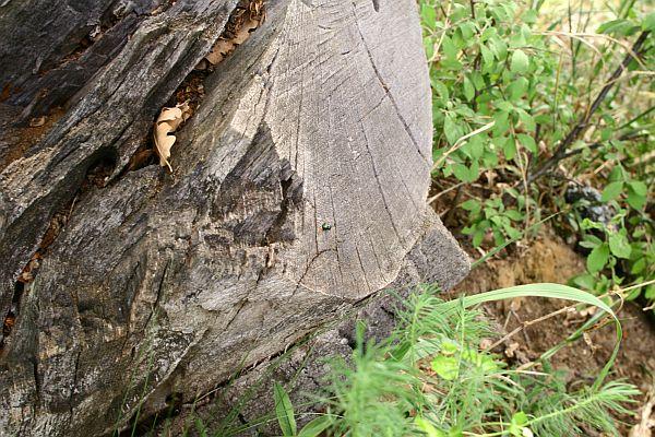 Eurythyrea quercus