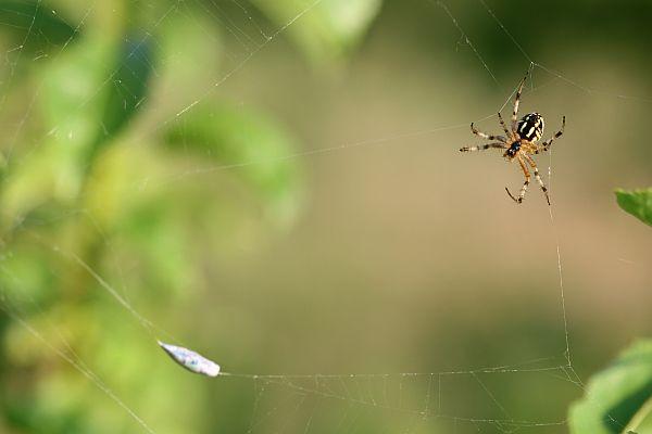Araneus vs. Palmar