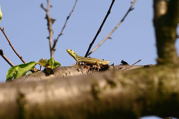 Lacerta trilineata