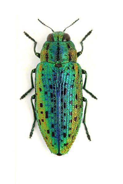 Ovalisia mirifica