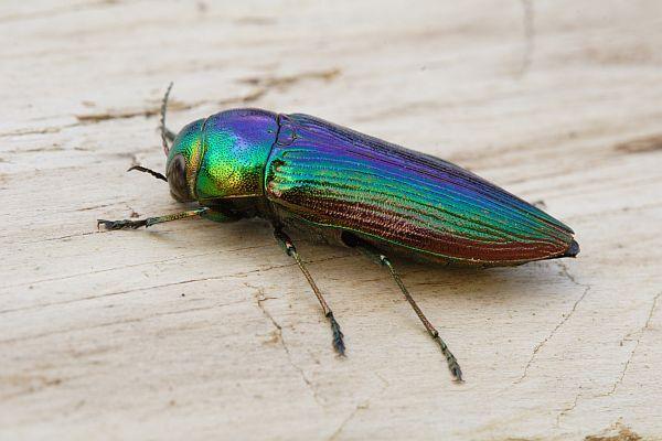 Eurythyrea austriaca female