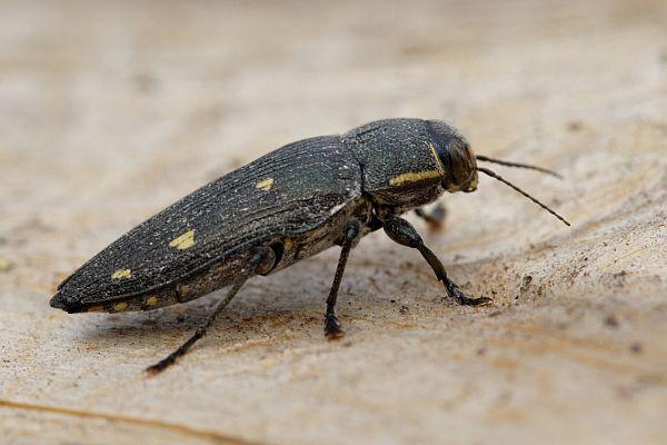 Buprestis novemmaculata