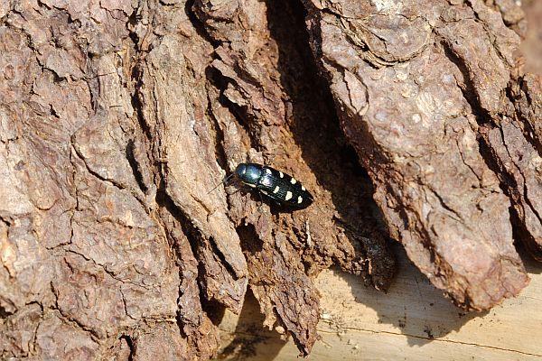 Buprestis octoguttata