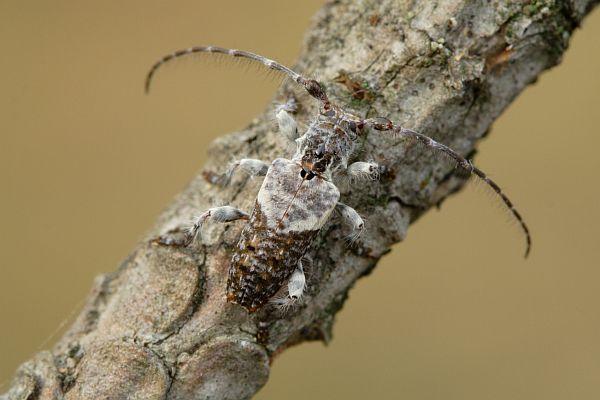 Pogonocherus perroudi