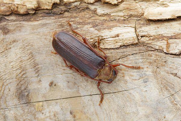 Tragosoma depsarium