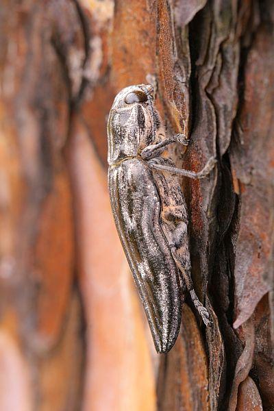 Chalcophora intermedia