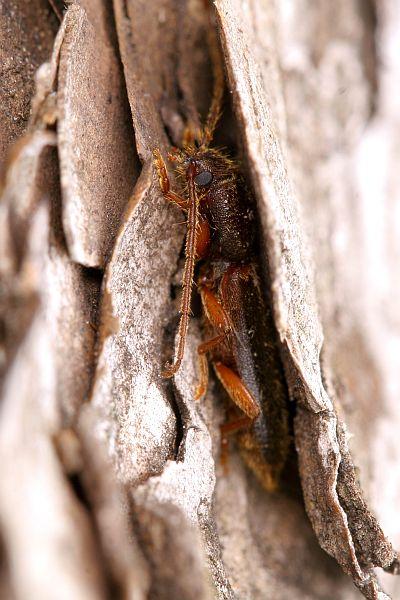 Nothorhina muricata