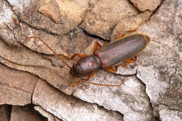 Nothorhina muricata
