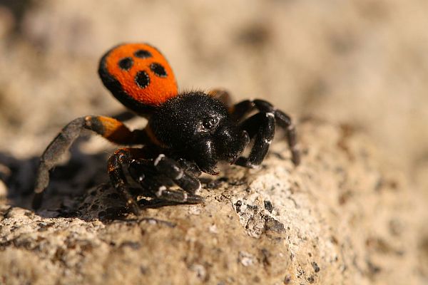 Eresus cinnaberinus