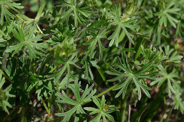 Geranium sanguineum