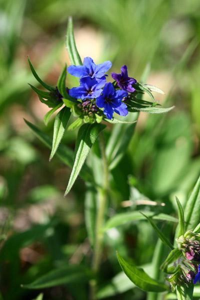 Lithospermum purpurocaeruleum