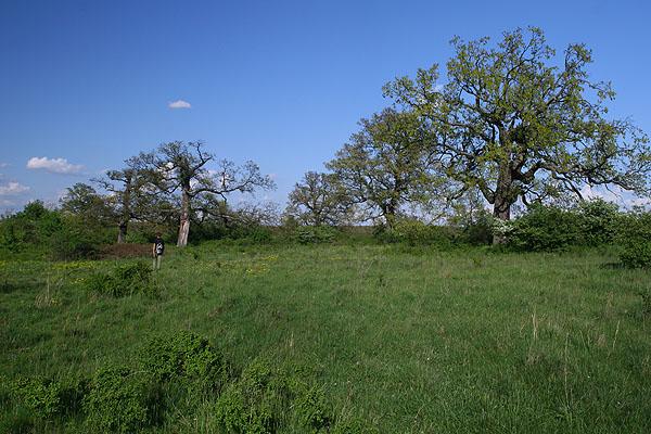 Nyírád