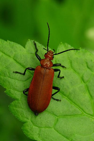 Pyrochroa serraticornis