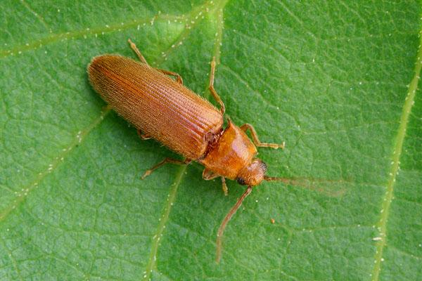 Porthmidius austriacus
