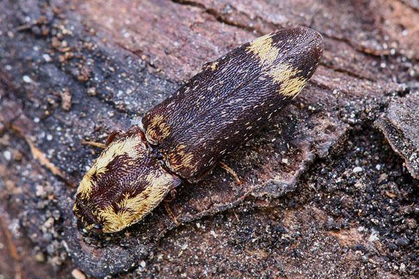 Lacon querceus