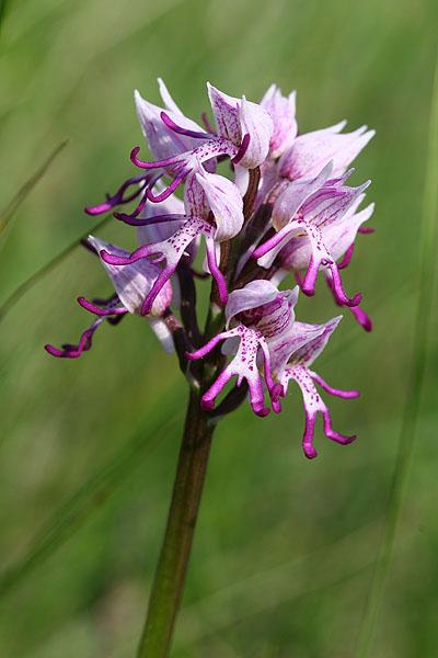 Orchis simia
