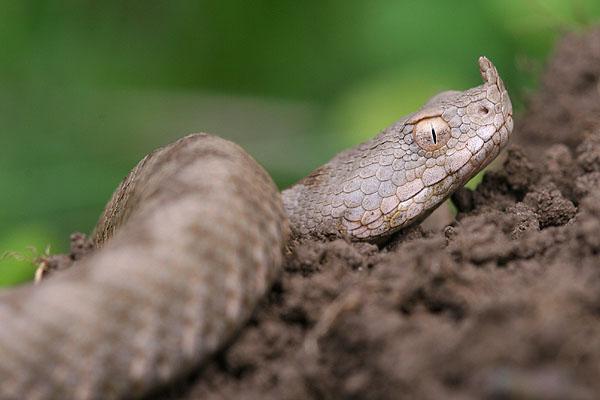 Vipera ammodytes