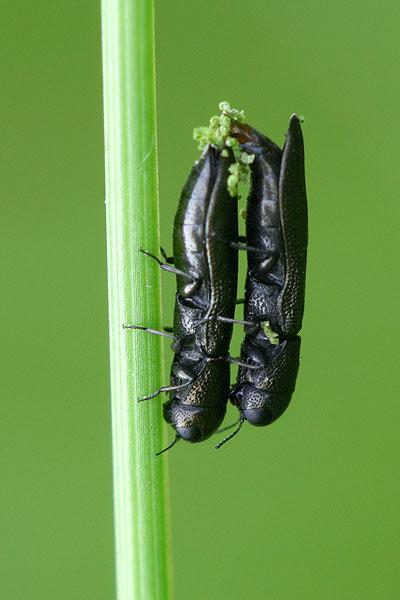 Cylindromorphus filum