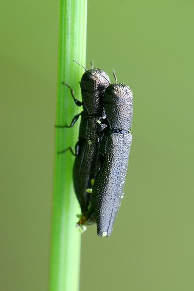Cylindromorphus filum