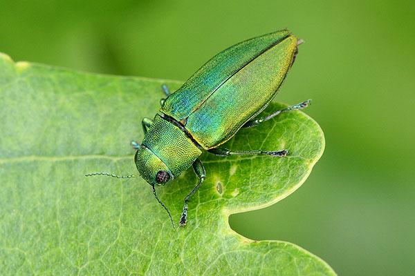 Kisanthobia ariasi