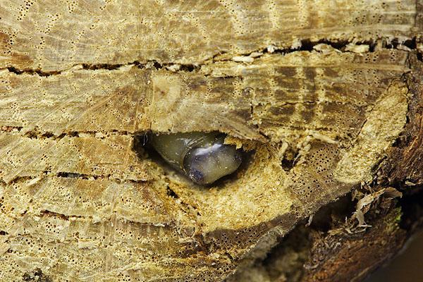 Coraebus fasciatus - pupa