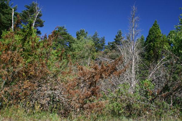 Juniperus