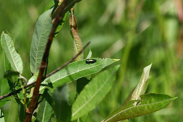 Agrilus subauratus - Salix triandra