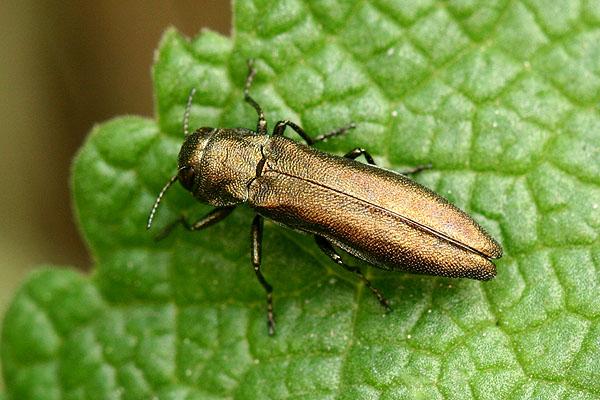 Agrilus salicis
