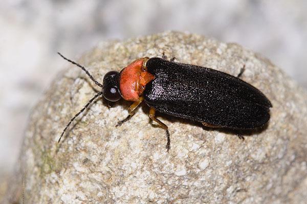Luciola lusitanica