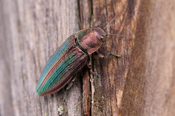 Cypriacis splendens