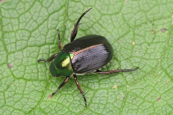 Mimela aurata