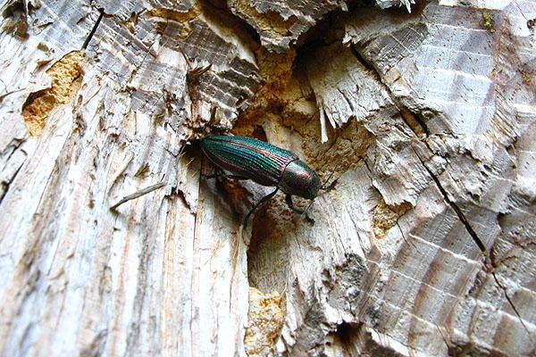 Cypriacis splendens