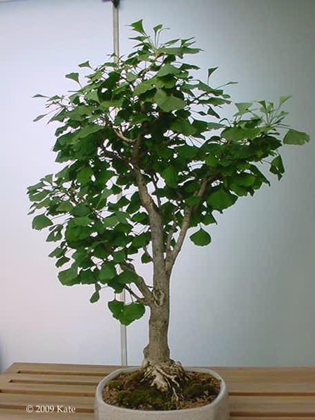 Bonsai Ginkgo Bonsai Ginkgo