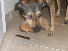 Suspicious look at Bosco with rabbit in mouth and jerky on floor