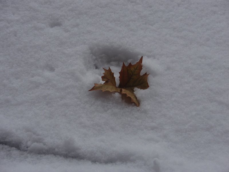[Hoja+en+la+nieve.jpg]