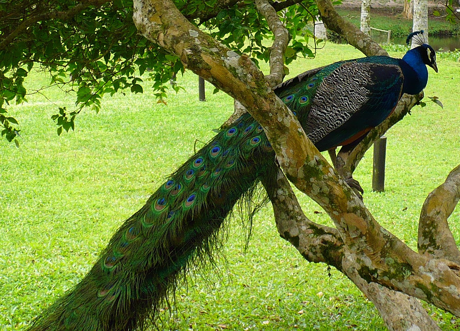 [17+Florianópolis+034a.jpg]