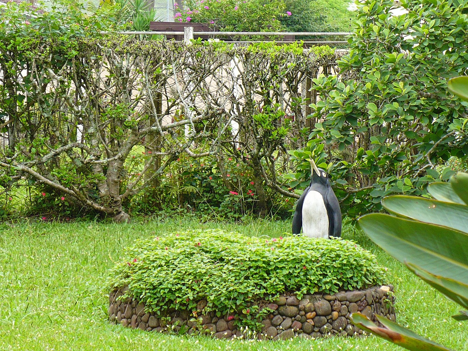 [36+Manaus+e+Boavista+Sula+036.jpg]